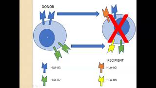 Delayed Transfusion Reactions and Transfusion Reaction Workup [upl. by Glass]