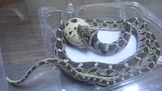 Egg Eater Snake Care Dasypeltis Scabra ثعبان أكل البيض  الفارغة [upl. by Eidorb816]