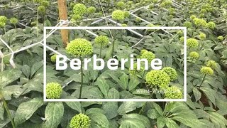 Berberine A Potent Natural Compound for Metabolic Health [upl. by Bogart]