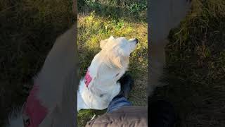 sunny morning chill moment after a run in the fields here in beautiful PEI goldenretrievers [upl. by Blynn365]