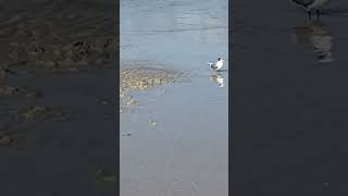 Greater lesser terns music phonk birds animalbehavior fypシ animals australis coraltank [upl. by Halilahk]