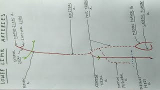 Lower Limb Arteries  Part 1  Femoral Popliteal Tibial Artery  TCML [upl. by Airpac]