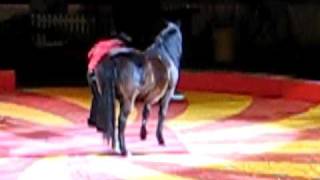 Shrine circus edmonton2 [upl. by Andrel]