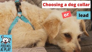 How to choose the perfect dog collar and lead [upl. by Nowyt]