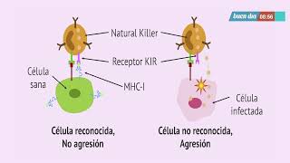 Isoprinosine  Como contrarrestar las infecciones virales que nos atacan  Teletica  Buen Día [upl. by Adnylam]