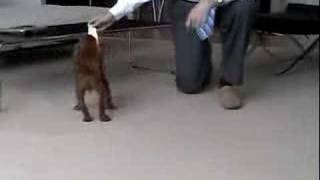 Chronic Episodic Falling in Cavalier King Charles Spaniel [upl. by Keeryt781]