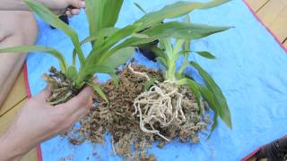 Repotting and Care of Zygopetalum Orchid [upl. by Wershba]