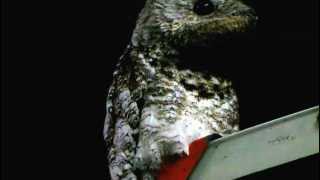 Great Potoo  Nyctibius grandis  Aves de los llanos orientales [upl. by Diantha]