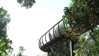 Kirstenbosch Centenary Tree Canopy Walkway  🌴🇿🇦 walkthrough southafrica capetown nature [upl. by Kareem931]