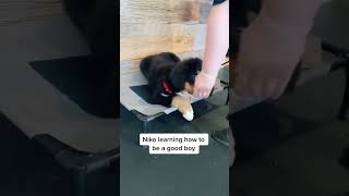 If only my pup is as good as Niko 🤗 viral dog shorts ytshorts trending [upl. by Odlanyar]