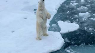 Magic Franz Josef Land [upl. by Gibb]