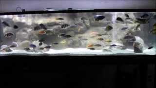 Marineland LED lighting quotBefore and afterquot 240 gallon African Cichlid Overhaul pres by KGTropicals [upl. by Royall]