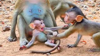 Good Mom Mother monkey gave her Child warm and very loving child [upl. by Laurita]