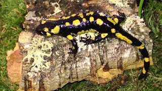 New Fire Salamander Setup  How to set up a Fire Salamander TankVivarium [upl. by Flam388]