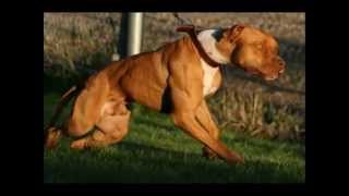 The Real American Pit Bull Terrier [upl. by Johna202]