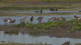 BlackTailed Godwits and Lapwings [upl. by Ahsir]