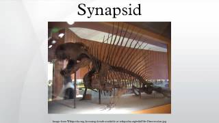 Synapsid [upl. by Yllom]