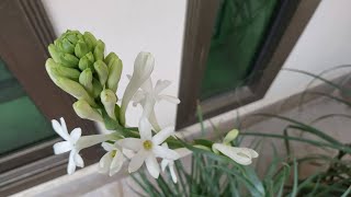 How to Grow Tuberose from Bulb with Start to End Updates  Polianthes Tuberosa [upl. by Hteazile]