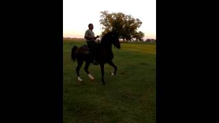 American Saddlebred HorseMr Hutson and His quotHeart Breakerquot [upl. by Noitsirhc882]