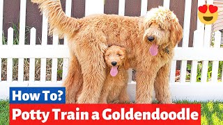 How To Potty Train a GoldenDoodle puppy  8Step Guide to Goldendoodle Potty Training [upl. by Moss]