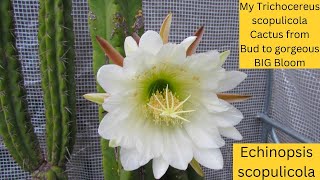 My Echinopsis scopulicola Cactus from Bud to gorgeous BIG Bloom  Trichocereus scopulicola cacti [upl. by Anelav]