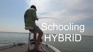 HUGE Hybrid schooling up on main lake hump Lake Cooper Report [upl. by Hagi]