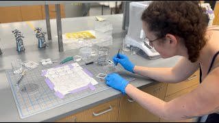 Study biomedical engineering in Minnesota [upl. by Slrahc]