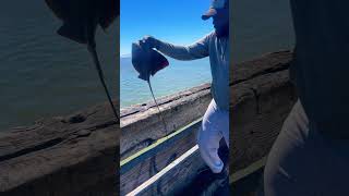 Bay fishing leopardshark stingrays saltwaterlife [upl. by Narah150]