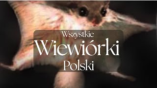 Wszystkie Wiewiórki Polski  Prezentacja 8 gatunków  Podcast o Zwierzętach nr 2 [upl. by Roxana]