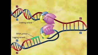 DNA Replication 3D Animation [upl. by Fedak]