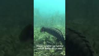 The African Lungfish  Underground Survivalist Fish  Facts  shorts animalplanet [upl. by Ettedualc]