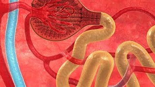 Human Physiology  Proximal Convoluted Tubule Overview of Reabsorption [upl. by Ynnol]