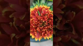 Gaillardia flower plants followmygarden gaillardia gaillardiaflower gaillardiaflowerplant plant [upl. by Kilk]