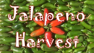 Jalapeno Harvest amp Preservation 🌶 [upl. by Grete]