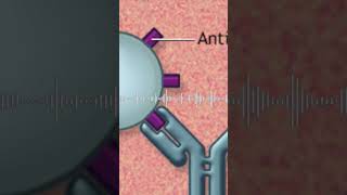 ¿Qué es un antígeno y para qué sirve salud medicina [upl. by Neda]