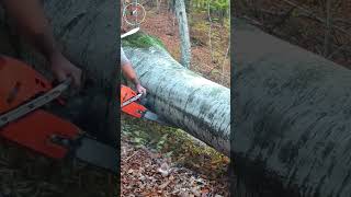 shorts giant super tree cut down [upl. by Hurley480]