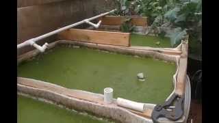 DIY Duckweed Grower [upl. by Ahsemaj]