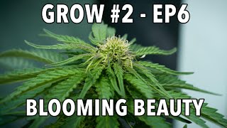 GROW Season 2 🌱 Outdoor  Episode 6  Woche 7 🪴 2x Sticky Orange XXL Auto 🪴 1x Cosmos F1 CBD [upl. by Perle295]