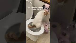 MON CHAT AU TOILETTES [upl. by Nalyorf126]