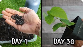 FASTEST Way to Germinate Cherimoya at Home Amazing Method  Tonis Organic Vegetable Garden [upl. by Mayhew]