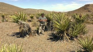 Way of Things The Yucca Tree [upl. by Einuj]