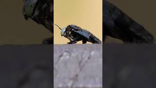 Carpenter Bee wiggling its butt [upl. by Siryt298]