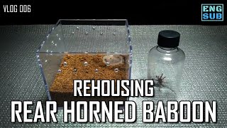 Rehousing Rear Horned Baboon Tarantula [upl. by Belshin609]