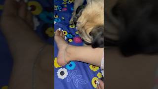 What the hack is he smelling does my leg really smell hahaha puppy aggressivedog puglover smell [upl. by Okim862]