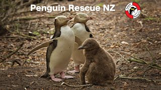 Penguin Rescue [upl. by Alius]