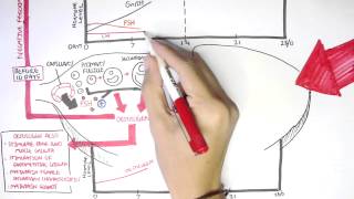 Female Reproductive System  Menstrual Cycle Hormones and Regulation [upl. by Kcirdahc]