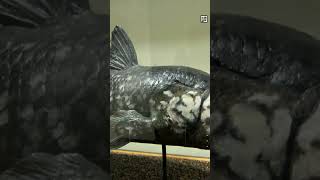 Quick Coelacanth Facts  The Half BillionYearOld Fish  Animal a Day C Week shorts [upl. by Schaper]