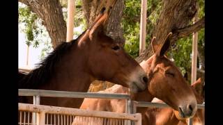 BISHOP MULE DAYS 2015 [upl. by Hannej]