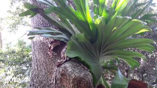 Platycerium superbum  Staghorn Horn Ferns  elkhorn ferns HD 01 [upl. by Aslam306]