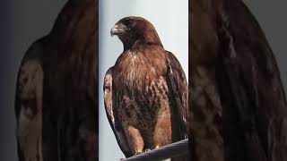 Red tailed hawk scream  filmed by Pacificnorthwestkate [upl. by Anatniuq]